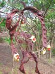 OPUNOHU, MOOREA STRATEGIE DE LUTTE CONTRE LES PLANTES ENVAHISSANTES DANS LE BASSIN VERSANT DE - NET
