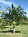 OPUNOHU, MOOREA STRATEGIE DE LUTTE CONTRE LES PLANTES ENVAHISSANTES DANS LE BASSIN VERSANT DE - NET
