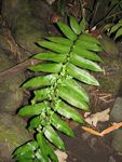 OPUNOHU, MOOREA STRATEGIE DE LUTTE CONTRE LES PLANTES ENVAHISSANTES DANS LE BASSIN VERSANT DE - NET