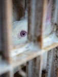 CAGES CLAP DE FIN Interdiction à la vente de viande et oeufs importés issus d'animaux élevés en cage. Est-ce légal ? Analyse des règles de l'OMC ...