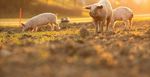 CAGES CLAP DE FIN Interdiction à la vente de viande et oeufs importés issus d'animaux élevés en cage. Est-ce légal ? Analyse des règles de l'OMC ...