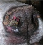 Les dépigmentations nasales chez le chien - Centre ...