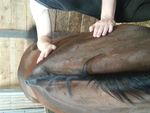 Le Reiki pour la décontraction du cheval et du cavalier