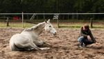 Le Reiki pour la décontraction du cheval et du cavalier