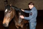 Le Reiki pour la décontraction du cheval et du cavalier