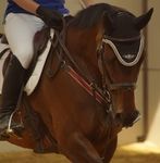 Le Reiki pour la décontraction du cheval et du cavalier