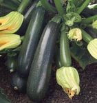 2019|GAMME COURGETTES - AWS