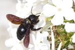 Les abeilles de la Manche - Historique - Manche-Nature