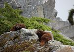 Rapport sur l'état des montagnes - Le Club alpin du Canada - Résilience de Revelstoke - State of the Mountains Report