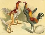 LES MUTILATIONS DES ANIMAUX DOMESTIQUES EN FRANCE