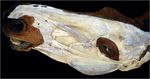 LES MUTILATIONS DES ANIMAUX DOMESTIQUES EN FRANCE