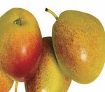 R&eacute;sum&eacute; nouvelles exigences de signalement concernant l'atteinte &agrave; la vie priv&eacute;e - College of Dietitians of Ontario