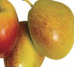 R&eacute;sum&eacute; nouvelles exigences de signalement concernant l'atteinte &agrave; la vie priv&eacute;e - College of Dietitians of Ontario