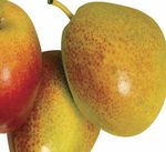 R&eacute;sum&eacute; nouvelles exigences de signalement concernant l'atteinte &agrave; la vie priv&eacute;e - College of Dietitians of Ontario