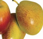 R&eacute;sum&eacute; nouvelles exigences de signalement concernant l'atteinte &agrave; la vie priv&eacute;e - College of Dietitians of Ontario