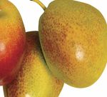 R&eacute;sum&eacute; nouvelles exigences de signalement concernant l'atteinte &agrave; la vie priv&eacute;e - College of Dietitians of Ontario