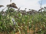 Aper&ccedil;u sur le d&eacute;veloppement , la diffusion et la production de semences des vari&eacute;t&eacute;s / hybrides sorgho au Mali - Atelier de partage sur ...