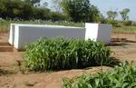 Aper&ccedil;u sur le d&eacute;veloppement , la diffusion et la production de semences des vari&eacute;t&eacute;s / hybrides sorgho au Mali - Atelier de partage sur ...