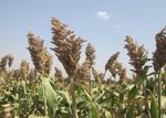 Aper&ccedil;u sur le d&eacute;veloppement , la diffusion et la production de semences des vari&eacute;t&eacute;s / hybrides sorgho au Mali - Atelier de partage sur ...