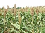 Aper&ccedil;u sur le d&eacute;veloppement , la diffusion et la production de semences des vari&eacute;t&eacute;s / hybrides sorgho au Mali - Atelier de partage sur ...