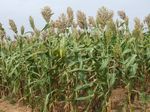 Aper&ccedil;u sur le d&eacute;veloppement , la diffusion et la production de semences des vari&eacute;t&eacute;s / hybrides sorgho au Mali - Atelier de partage sur ...