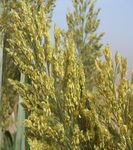 Aper&ccedil;u sur le d&eacute;veloppement , la diffusion et la production de semences des vari&eacute;t&eacute;s / hybrides sorgho au Mali - Atelier de partage sur ...