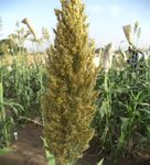 Aper&ccedil;u sur le d&eacute;veloppement , la diffusion et la production de semences des vari&eacute;t&eacute;s / hybrides sorgho au Mali - Atelier de partage sur ...