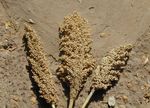 Aper&ccedil;u sur le d&eacute;veloppement , la diffusion et la production de semences des vari&eacute;t&eacute;s / hybrides sorgho au Mali - Atelier de partage sur ...