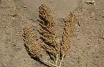 Aper&ccedil;u sur le d&eacute;veloppement , la diffusion et la production de semences des vari&eacute;t&eacute;s / hybrides sorgho au Mali - Atelier de partage sur ...