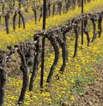 Ecole d'été vigne et vin - Du 20 au 24 septembre 2021 Mèze, Hérault, Occitanie - MUSE Montpellier