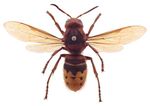 Présence en France métropolitaine d'un frelon allochtone : Vespa orientalis Linnaeus, 1771 (Le Frelon oriental) (Hymenoptera, Vespidae, Vespinae)