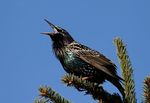 Les oiseaux chanteurs au jardin - Observer, écouter et identifier