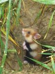 Programme national d'actions pour la préservation du grand Hamster