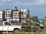 VIVRE AVEC LES FORÊTS TROPICALES - Revues du Cirad