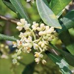 Calendrier pollinique 2020 - ALK