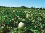S'installer en maraîchage bio : LES CLÉS DE LA RÉUSSITE Guide technique réalisé par le réseau agriculture biologique des Chambres d'agriculture ...