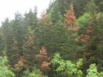 La perception des gestionnaires forestiers en Auvergne-Rhône-Alpes - Forêt et changements climatiques - GIP Ecofor