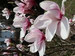 Magnifiques Magnolias - Université de Fribourg