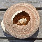 Le frelon asiatique-Vespa velutina - Trébeurden