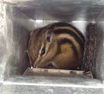 Gestion d'espèces exotiques envahissantes : le cas des écureuils en France