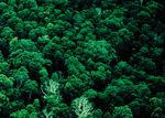 Plantons pour la plan&egrave;te : la Campagne pour un milliard d'arbres - Pro gramme des Nations Unies pour l'environnement - UNEP