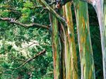 Plantons pour la plan&egrave;te : la Campagne pour un milliard d'arbres - Pro gramme des Nations Unies pour l'environnement - UNEP