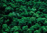 Plantons pour la plan&egrave;te : la Campagne pour un milliard d'arbres - Pro gramme des Nations Unies pour l'environnement - UNEP