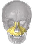 IMPLANT KONTACTTM Analyse par éléments finis des contraintes et déformations dans le cas d'un système 4-Load au maxillaire avec deux implants ...