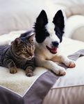 Rapport exploratoire March&eacute; mondial des aliments pour animaux de compagnie
