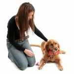 Rapport exploratoire March&eacute; mondial des aliments pour animaux de compagnie