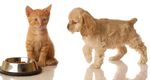 Rapport exploratoire March&eacute; mondial des aliments pour animaux de compagnie