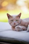 Rapport exploratoire March&eacute; mondial des aliments pour animaux de compagnie