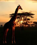 Kenya, Tanzanie et Zanzibar - Voyage Prestige - Voyage Louise Drouin