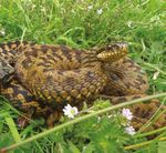25 CHIFFRES CL&Eacute;S 2019 POUR LA BIODIVERSIT&Eacute; EN BRETAGNE 100 - Les amis de la baie d'Audierne